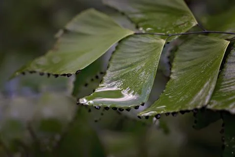 Blurred Image Of a Tree Fern Stock Photos