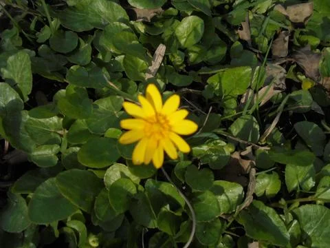 Blurred image of yellow spring flower celandine,top detailed view Stock Photos
