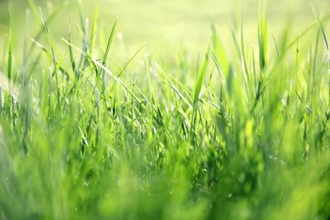 Blurred Lawn Grass Background Stock Photos