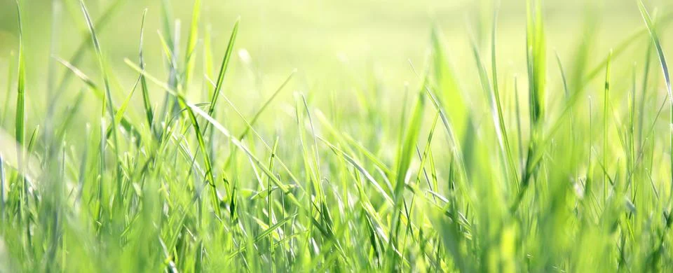 Blurred Lawn Grass Background Stock Photos