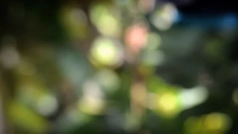 Blurred leaf movement Stock Footage 300982049