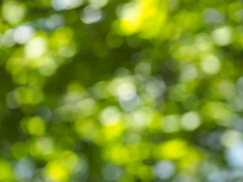Blurred leaves background Stock Photos