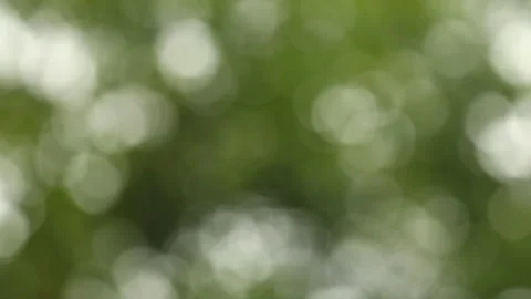 Blurred leaves background with rain dropping  , Chiangmai Thailand   Stock Footage 136152813