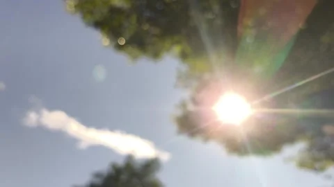 Blurred leaves Stock Footage 321523078