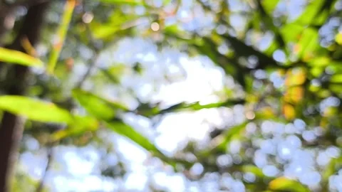 Blurred leaves Stock Footage 326080079