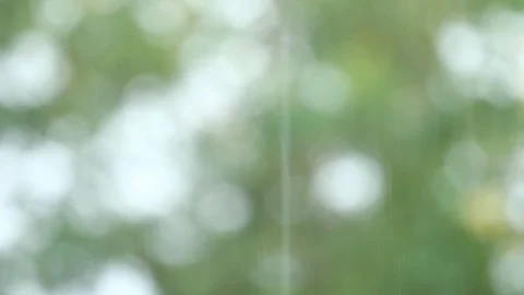 Blurred  leaves with rainning Stock Footage 95841616
