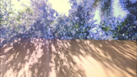 Blurred leaves shadow tree Stock Footage 334119172