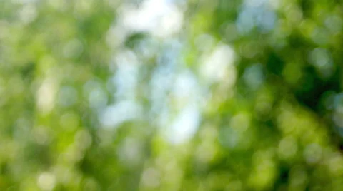 Blurred leaves of tree Stock Footage 51124741