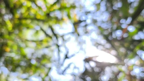 Blurred leaves2 Stock Footage 326080078