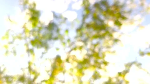 Blurred leavves Stock Footage 321523075