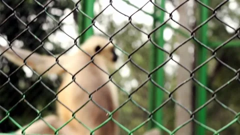 Blurred light-colored langur monkey visible behind a sharply focused Stock Footage 324978095