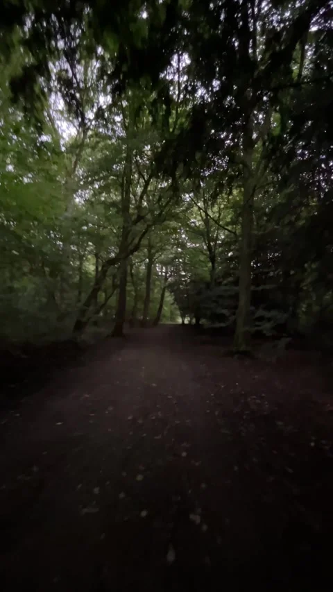 Blurred low angle view along empty forest trail under dense green canopy with Stock Footage 345009015