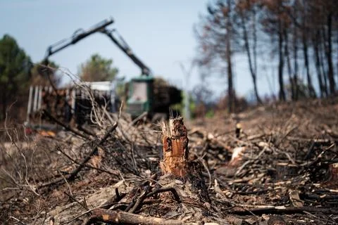 Blurred machine loading logs into the truck with focus on foreground Foto stock