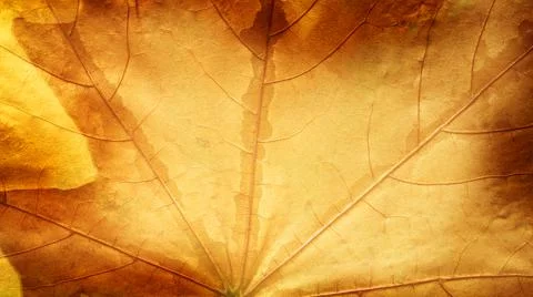 Blurred macro photo of a maple leaf. Autumn abstract background concept. Stock Photos