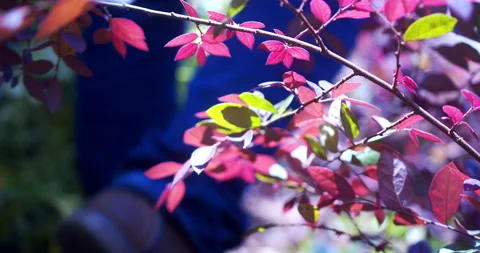 Blurred Man Walking Through Garden of Flowers and Plants on Sunny Day Stock Footage 209598266