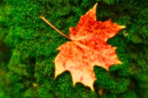 Blurred. Maple leaf reddish yellow lies on the green moss of the tree trunk. Stock Photos