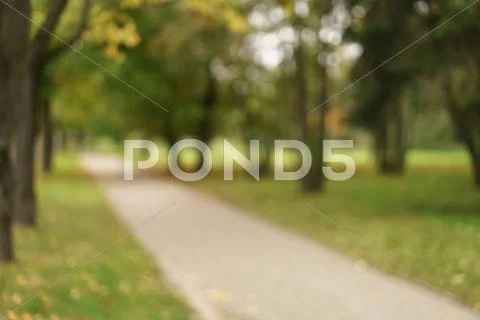 Blurred mapple alley in town park in early autumn season Stock Photos