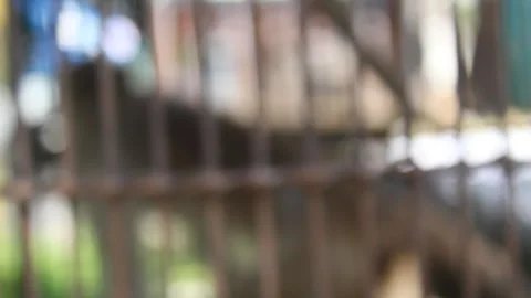 Blurred of monkey in the cage. Stock Footage 197237129