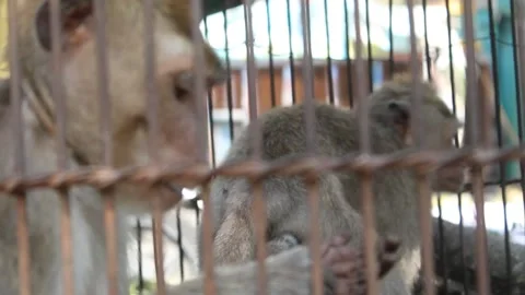 Blurred of monkey in the cage 스톡 동영상 197237290