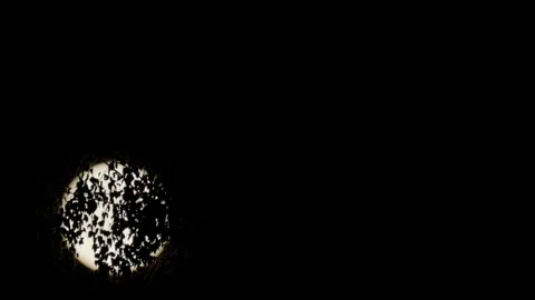 The Blurred Moon Behind the Leaves Stockbeeldmateriaal 346641936