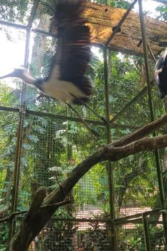Blurred motion of a large bird flying inside a wire mesh zoo aviary. Stock Photos
