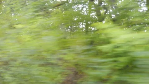 Blurred motion of lush greenery seen from a moving vehicle in 4k slow motio.. Video stock 284218664