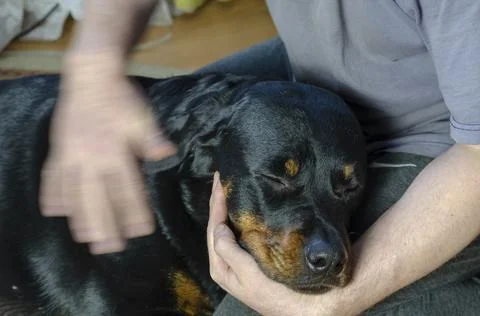 Blurred motion, a man stroking a sleeping dog. The left hand supports the hea Stock Photos