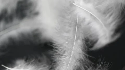 Blurred motion of white fluffy feathers falling and flying over black background Stock Footage 170810934