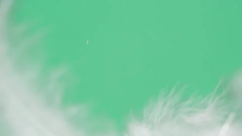 Blurred motion of white fluffy feathers falling and flying over blue chroma key Stock Footage 170918585