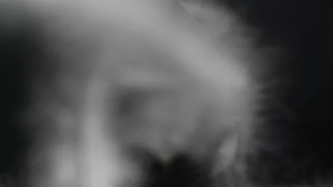 Blurred motion of white fluffy feathers falling and flying over black background Stock Footage 171257958