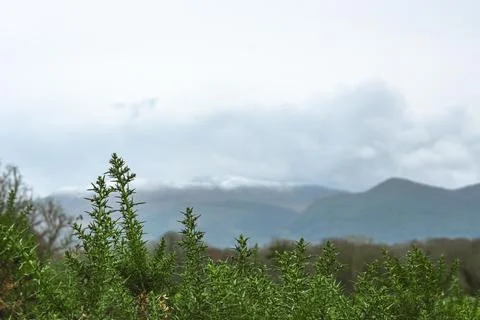 A blurred mountain range picture with trees in the foreground Stock Photos