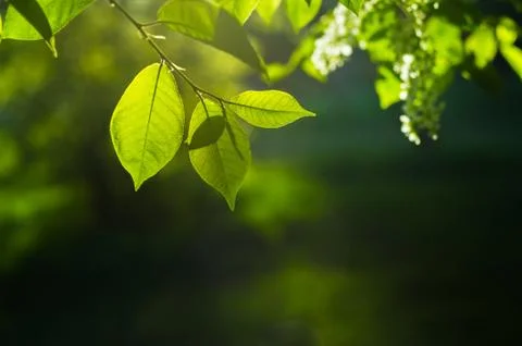 Blurred natural background with fresh leaves, white cherry flowers and bokeh. Stock Photos