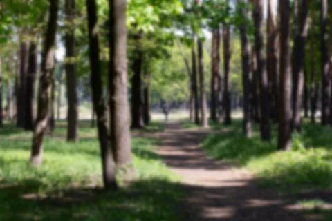 Blurred Natural forest background with trunks and greenery of trees Foto stock