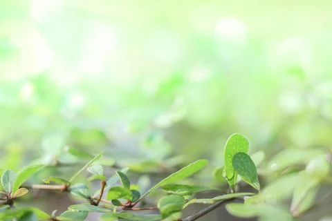Blurred natural greenery bokeh background in the forest with copy space using Stock Photos