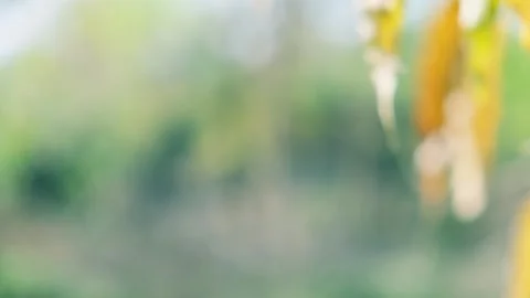 Blurred nature background with green trees and sunlight Видео 330661003