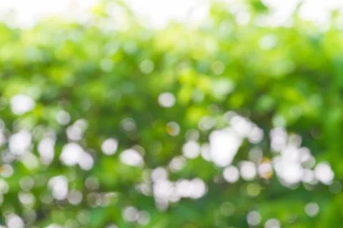 Blurred nature background Stock Photos