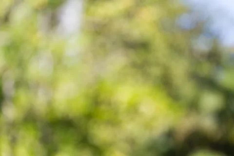 Blurred nature background Stock Photos