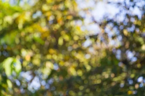 Blurred nature background Stock Photos