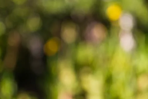 Blurred nature background Stock Photos