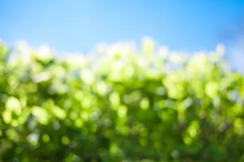 Blurred nature background Foto stock