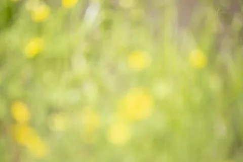 Blurred Nature Background Stock Photos