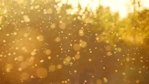 Blurred nature background. Small midges fly in the rays of light Video stock 139400505