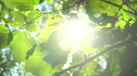 Blurred nature background with sun flare Stock Footage 50072630