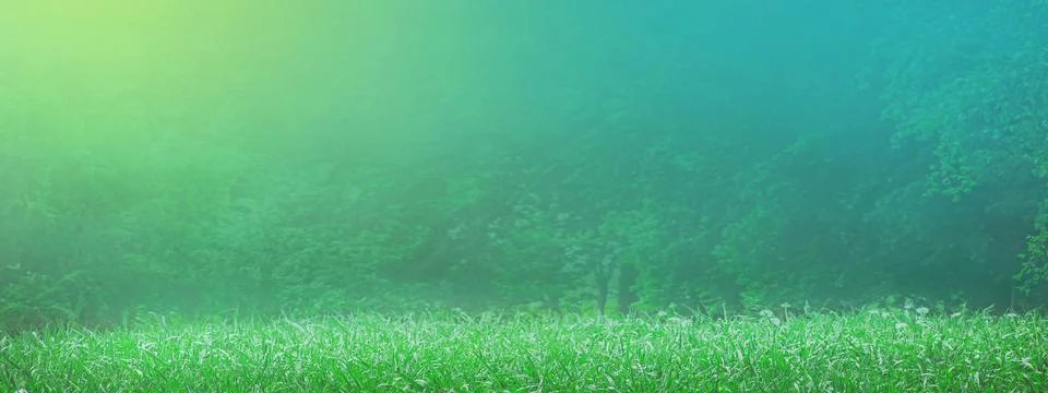 Blurred nature spring background. Spring grass in sun light 스톡 사진
