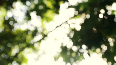 Blurred of nature, sunlight shining through green leaf swaying in the wind Stock Footage 143999746