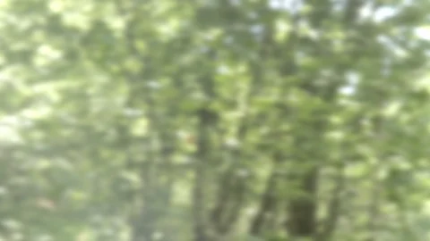 Blurred nature video background (chroma key, plate) Stock Footage 89604069