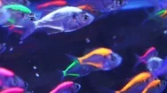 Blurred Neon Tetra (Paracheirodon Innesi) In Aquarium Stock Footage