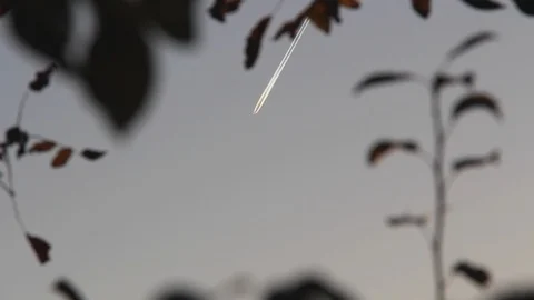 Blurred or defocused tree against the sky and an airplane Stock Footage 97033120