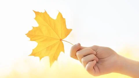 Blurred orange-yellow maple leaf in child's hand. Autumn symbol. Stock Photos