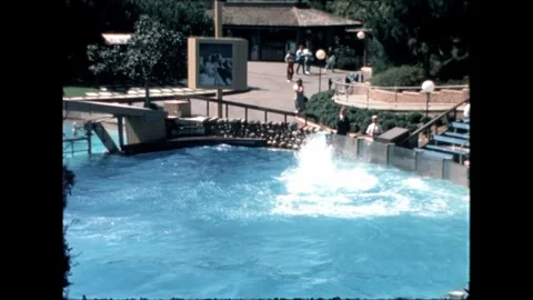 Blurred Orca Jump at SeaWorld Stock Footage 276290356